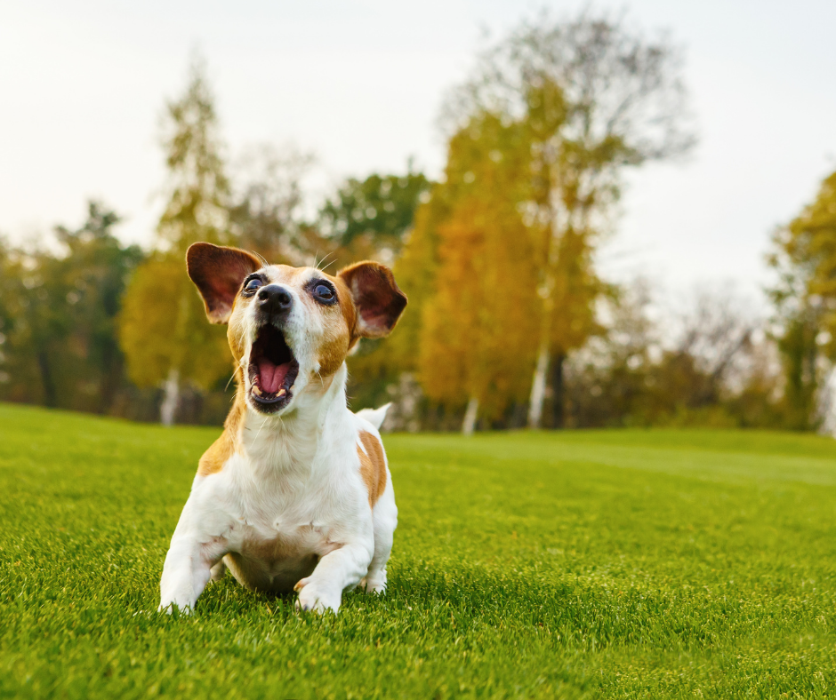 A dog barking while walking on a leash