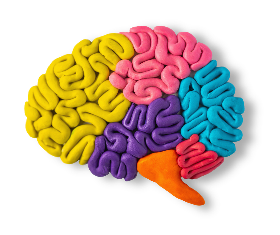 Colourful model of a developing brain