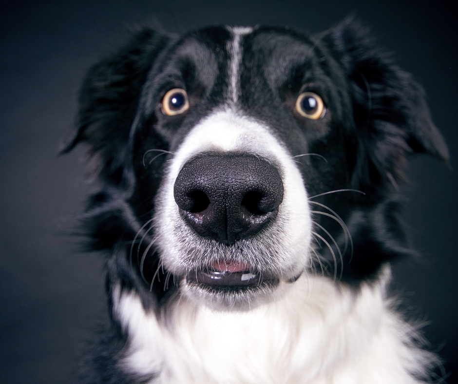 The surprising expressions of an adolescent dog