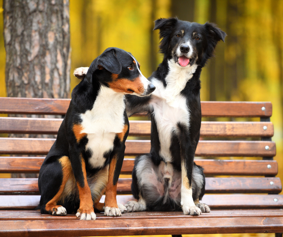 Two dogs sitting together on a park bench