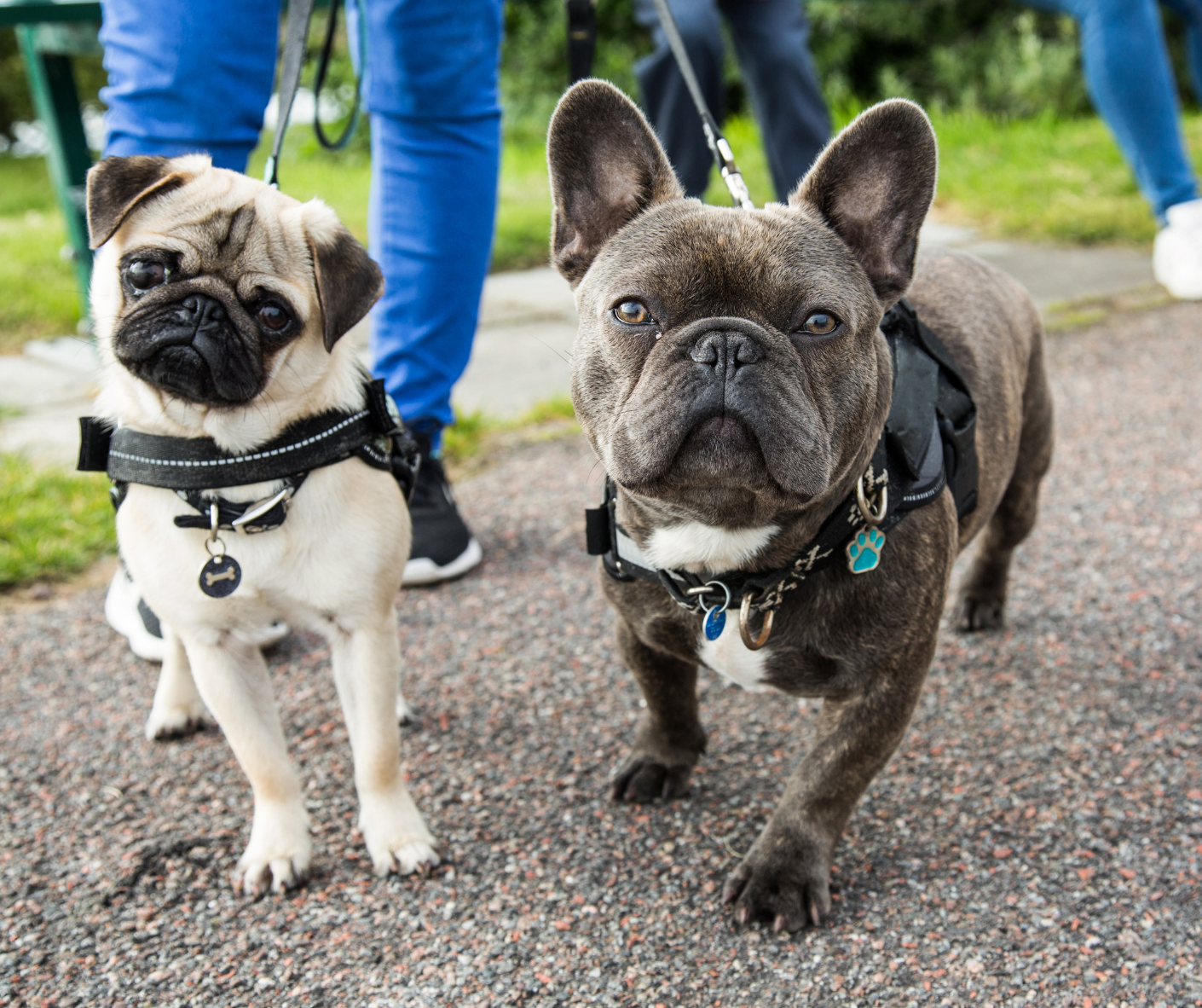 Two dogs meeting on a walk