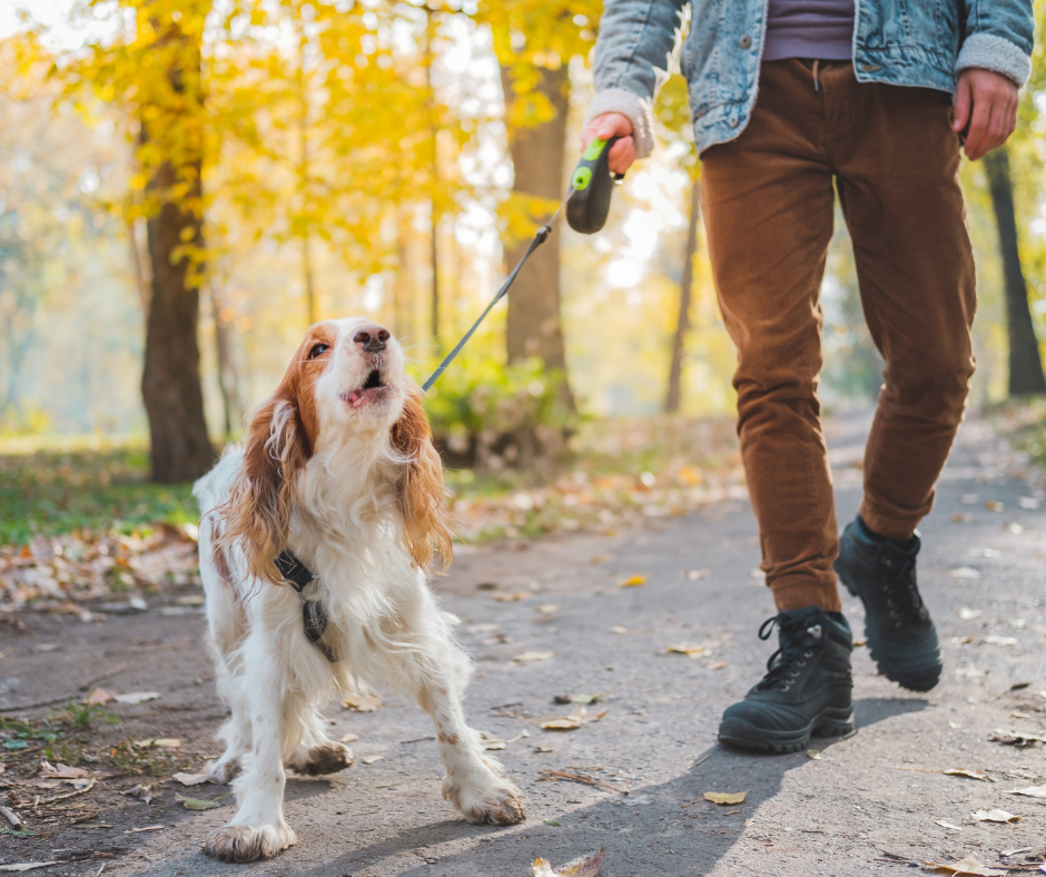 Dog walking on a leash in a park