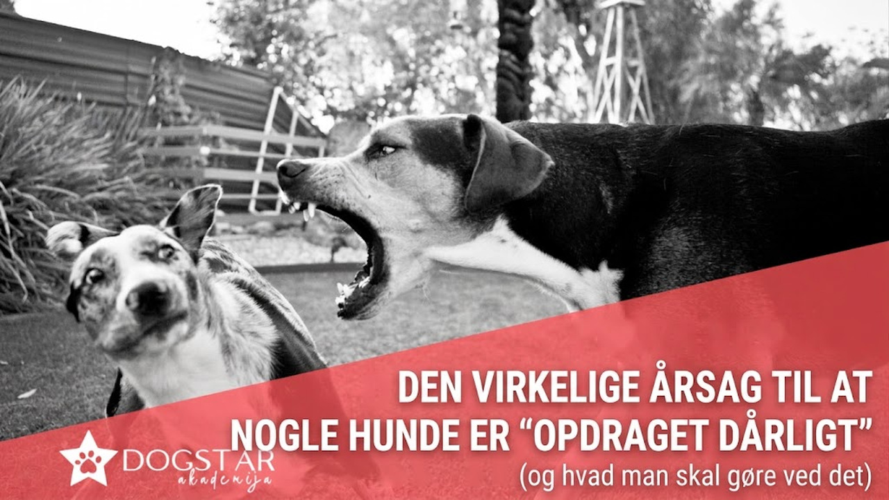 Den egentlige årsag til, at nogle hunde opfører sig »dårligt«