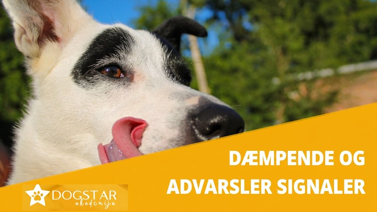 Dæmpende signaler og advarselssignaler hos hunde