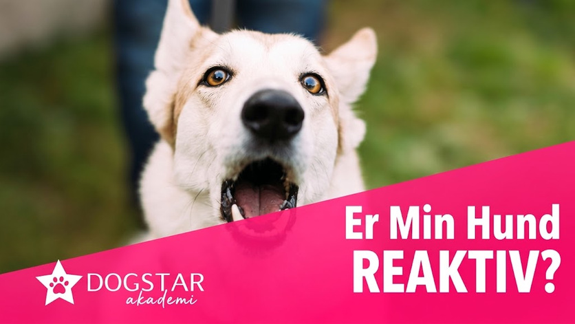 Er min hund reaktiv?