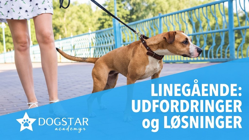 Hvad gør du, når din hund gør, trækker eller farer frem – og hvad skal du undgå?
