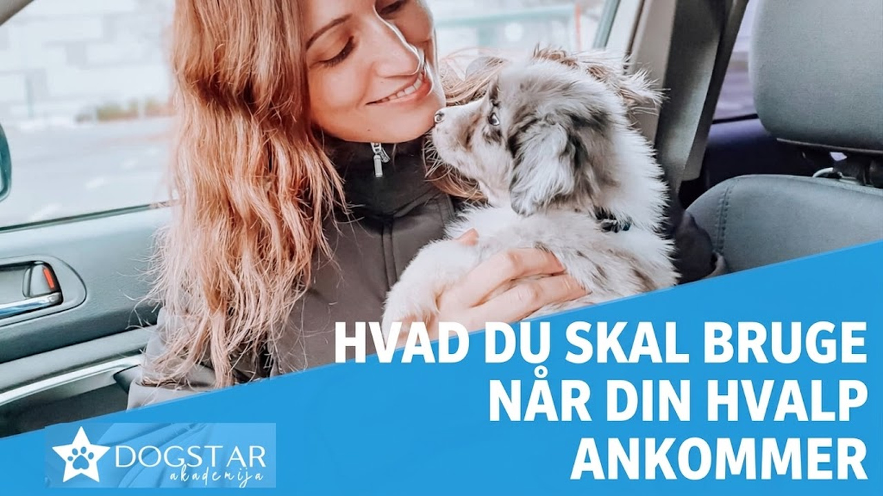 Hvad skal du bruge, når du får en hvalp hjem? – Tjekliste