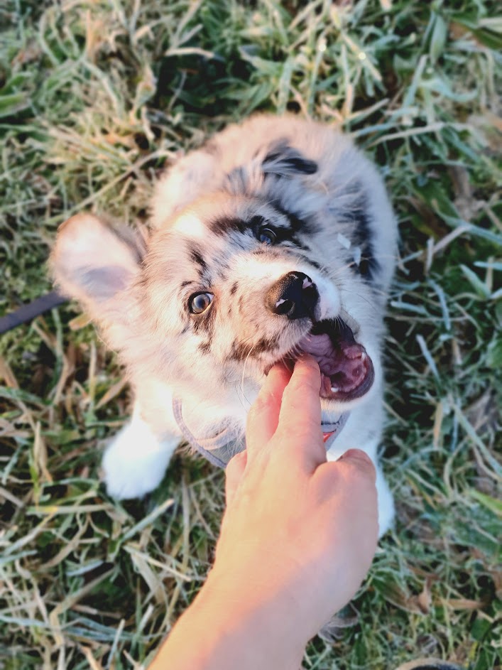 Puppy gently mouthing a hand