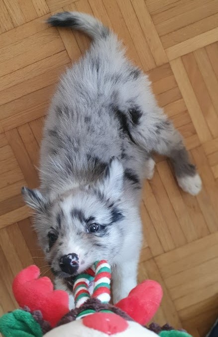 Puppy playing with a tug toy