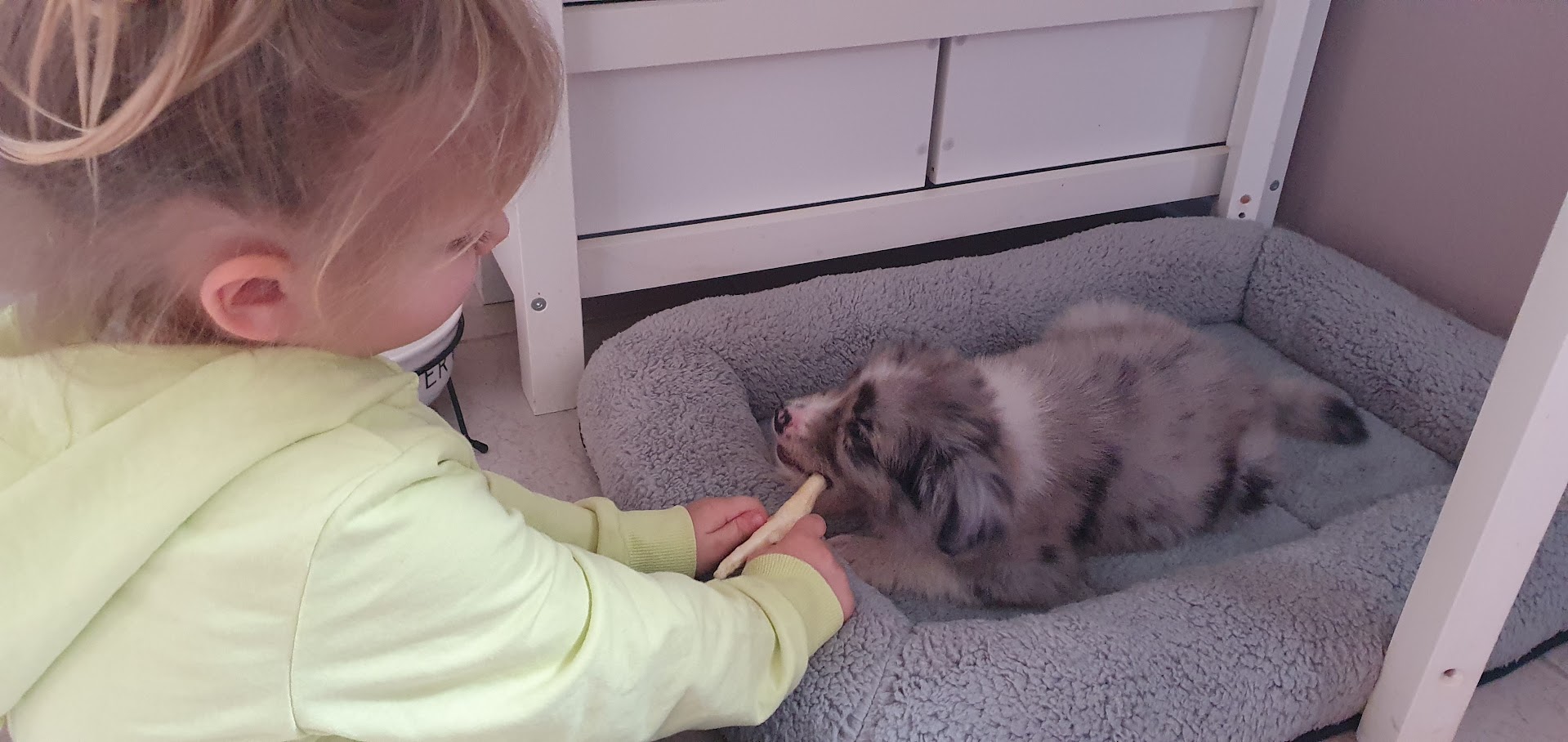 Puppy chewing a bone