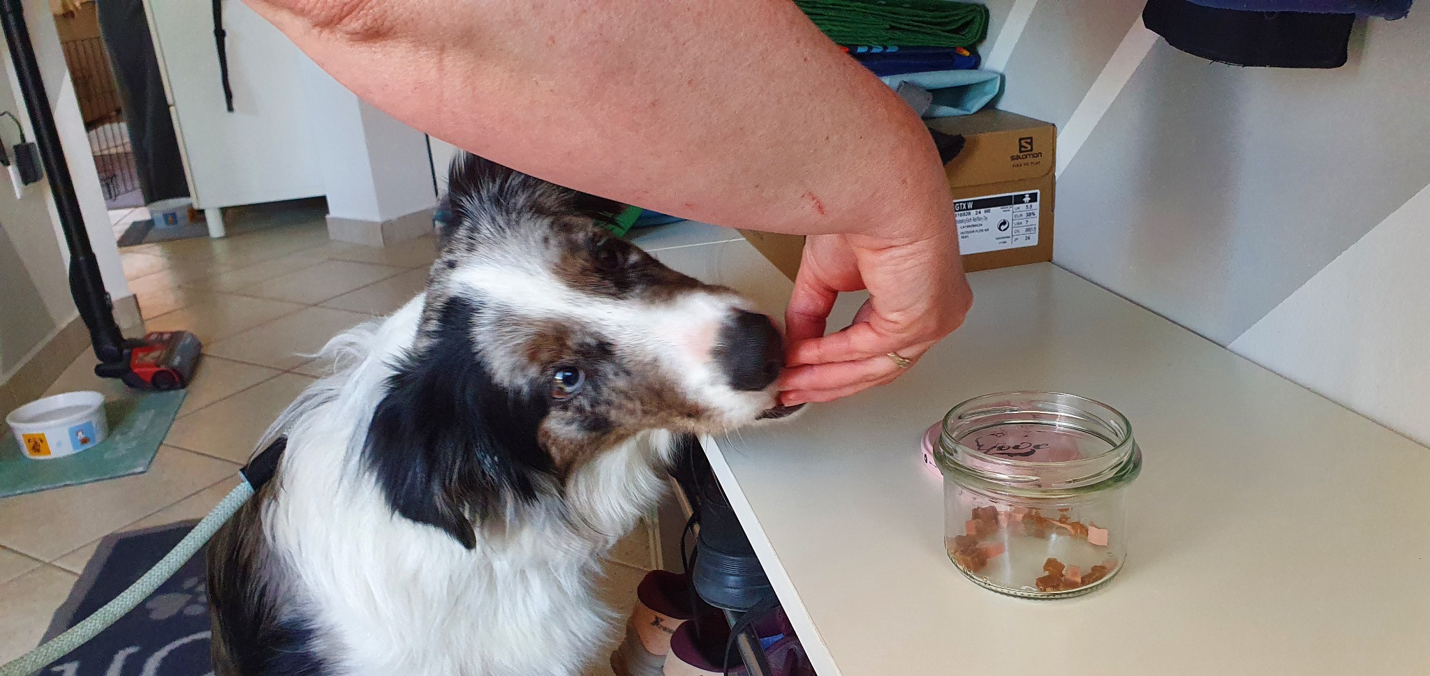 Dog taking a reward during training
