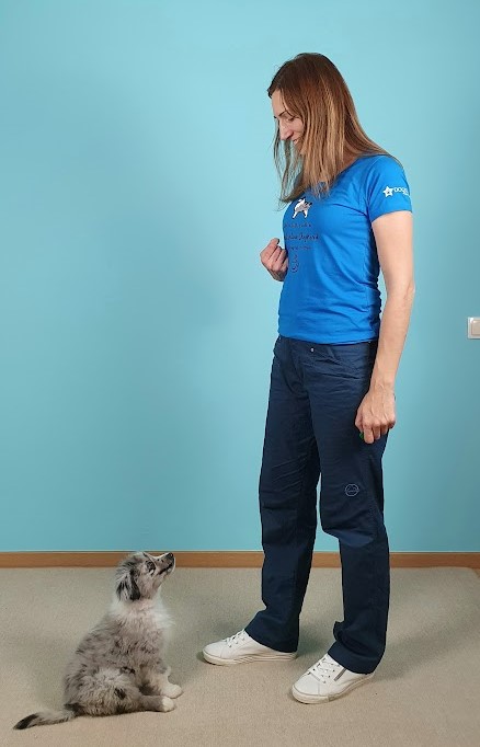 Puppy sitting and watching a trainer