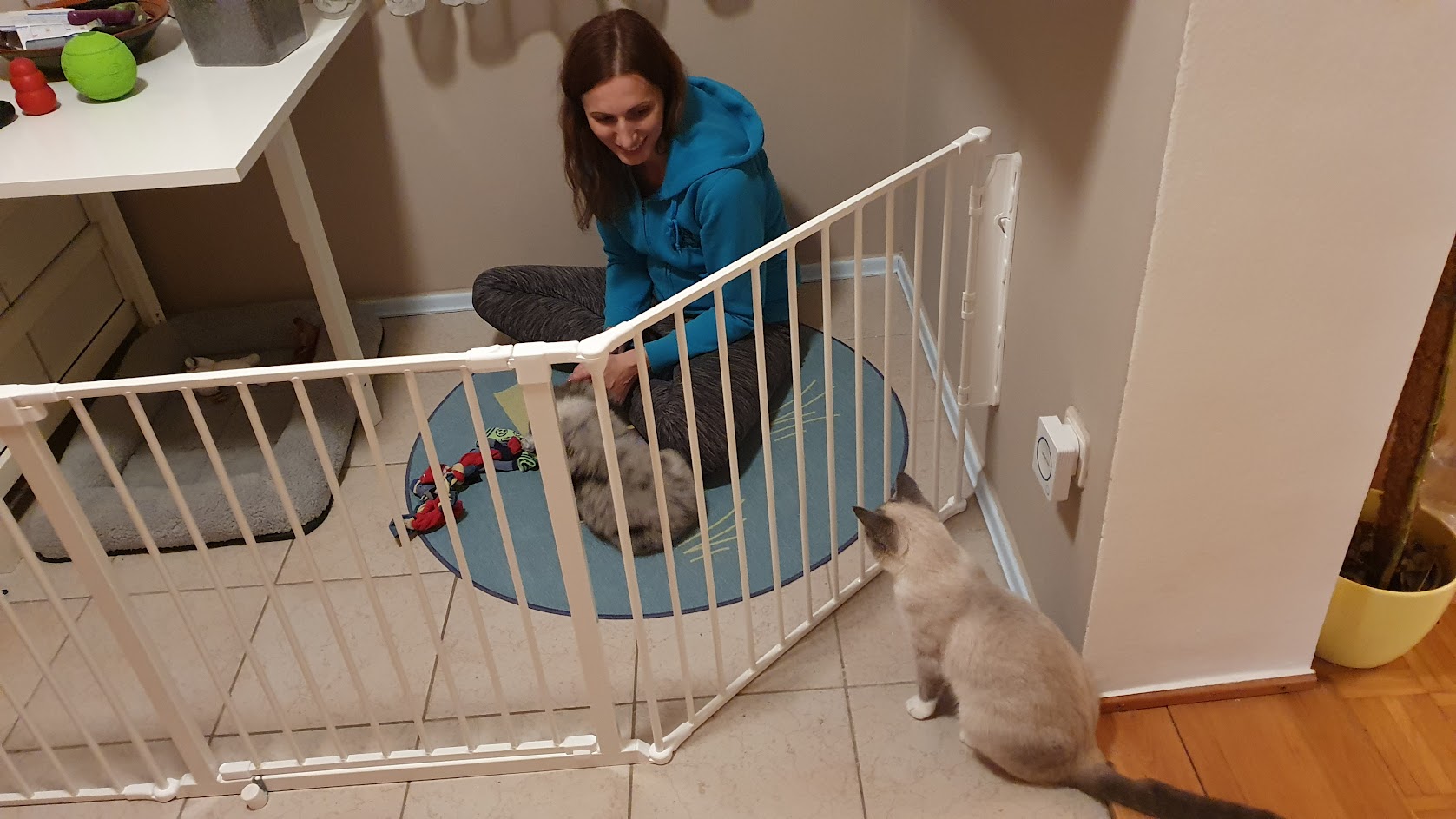 Puppy in a safe resting area