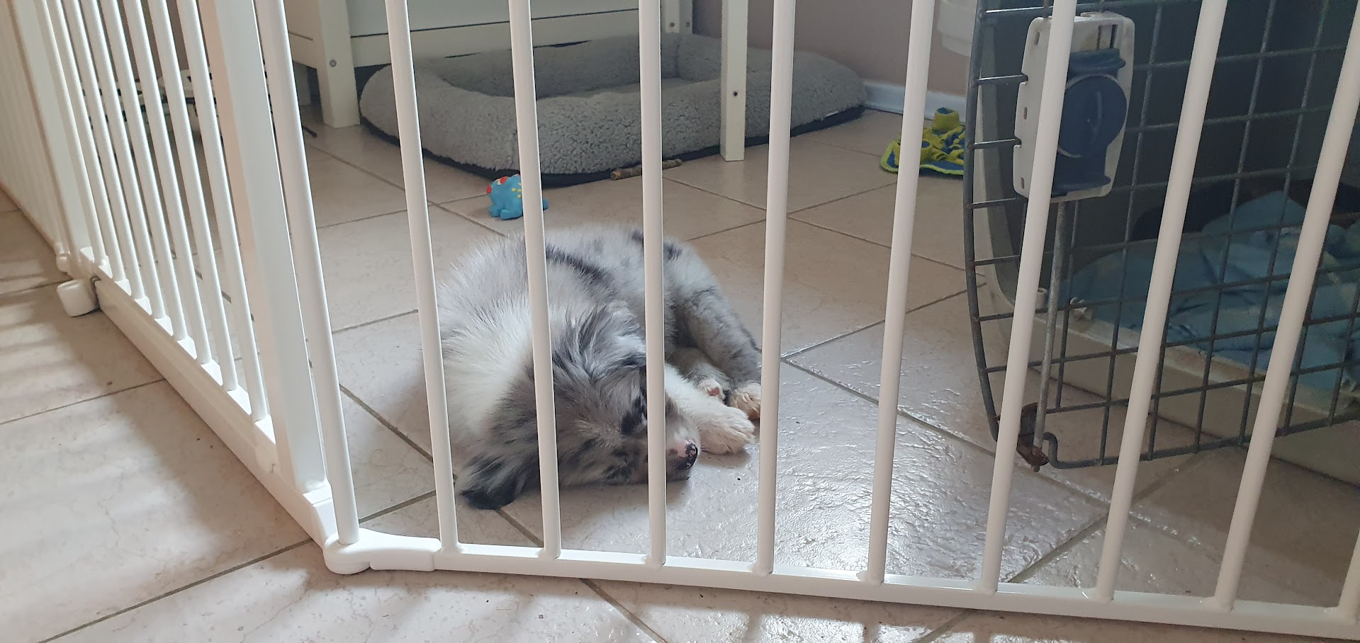 Puppy resting behind a gate