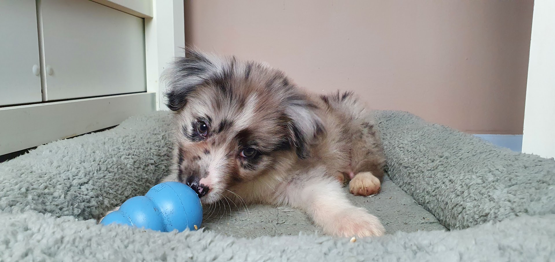 Puppy with a chew toy