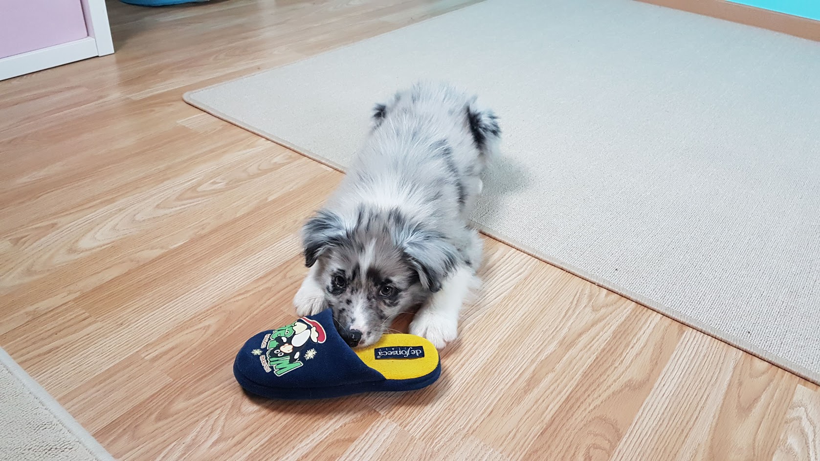 Puppy playing with a slipper