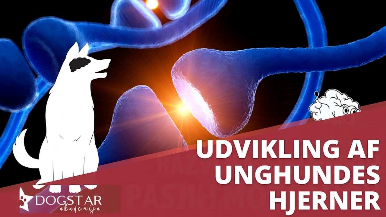 Hvordan udvikler hundens hjerne sig i teenagealderen?