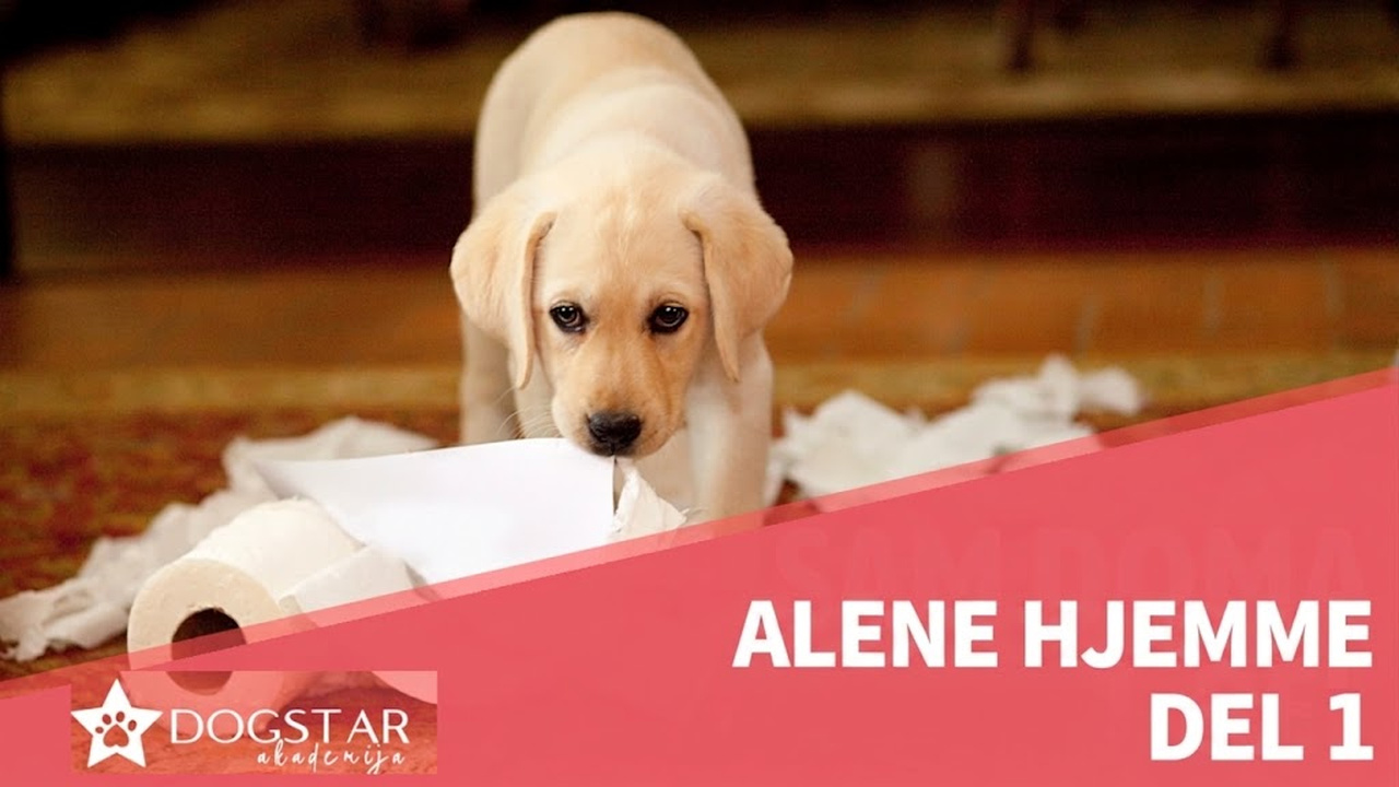 Alene hjemme: Del 1