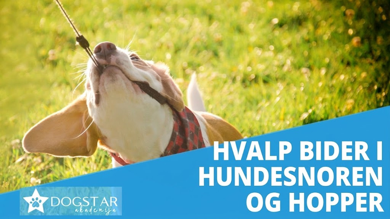 Min hvalp bider i snoren og hopper op