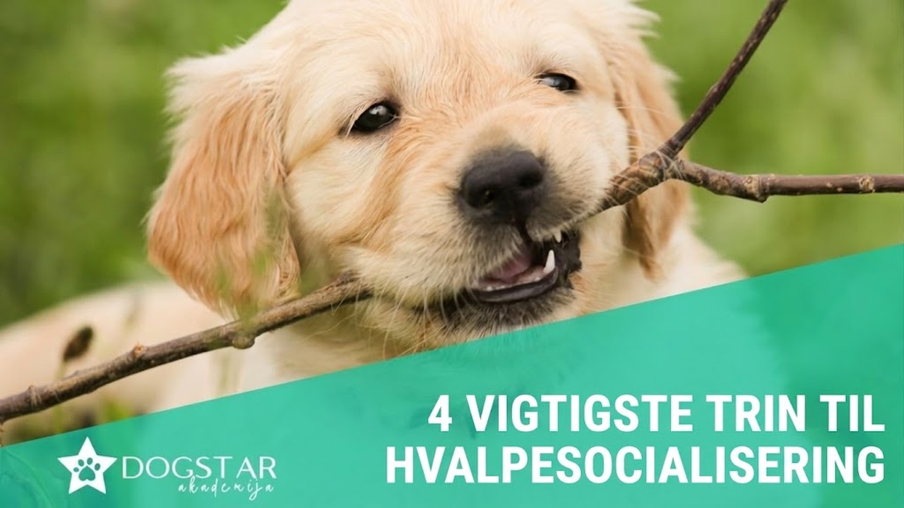 De 4 vigtigste trin i hvalpens socialisering