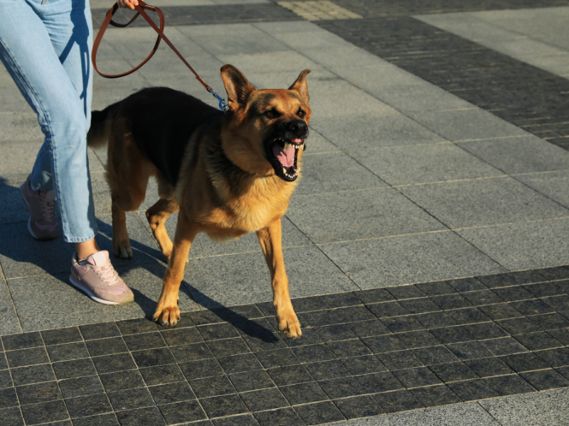 Schæferhund, der gør i snor