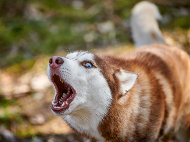 Husky, der gør