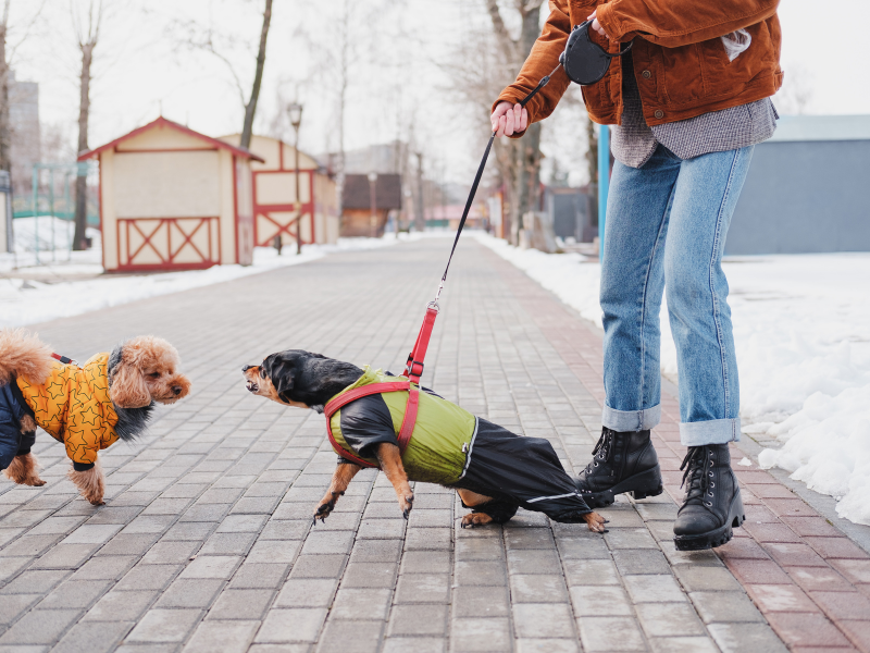 Hunde, der mødes på en gåtur