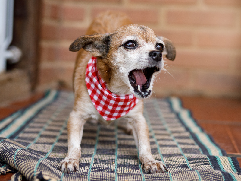 Lille hund, der gør