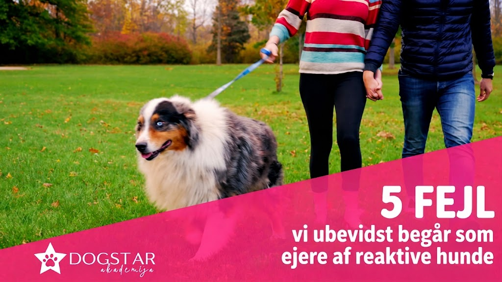 5 fejl, vi ubevidst begår som ejere af reaktive hunde