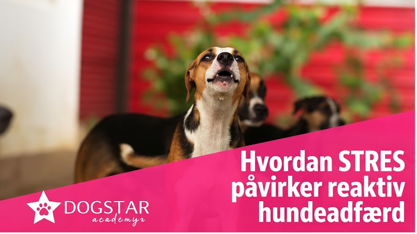 Hvordan stress påvirker en reaktiv hunds adfærd